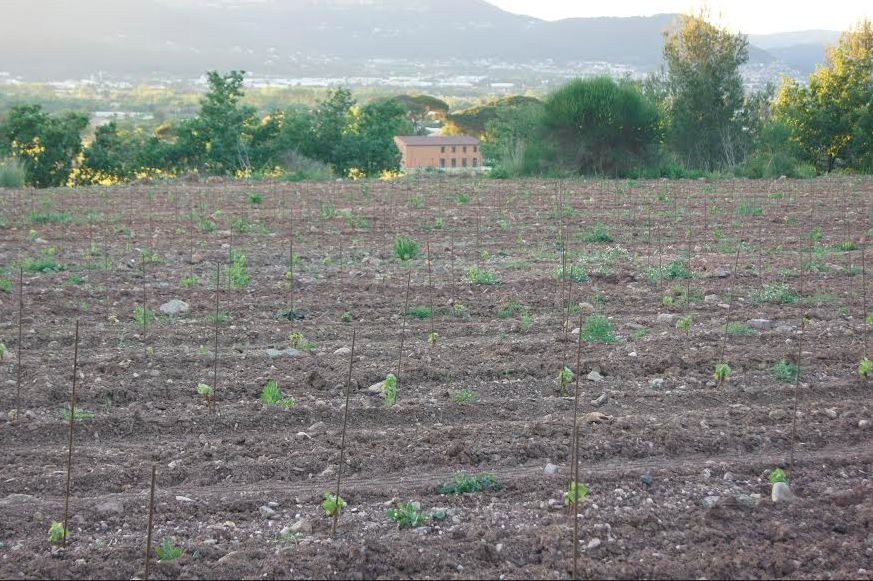 La parcelle récemment plantée par Alain Baccino